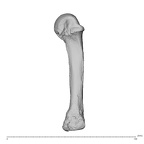 PC MER32 372 Gorilla gorilla gorilla metacarpal fourth right radial