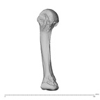 PC MER32 372 Gorilla gorilla gorilla metacarpal fourth right ulnar