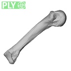 PC MER32 372 Gorilla gorilla gorilla metacarpal fourth right ply