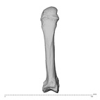 PC MER32 372 Gorilla gorilla gorilla metacarpal second right dorsal