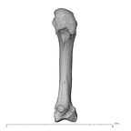 PC MER32 372 Gorilla gorilla gorilla metacarpal second right palmar