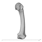 PC MER32 372 Gorilla gorilla gorilla metacarpal second right radial