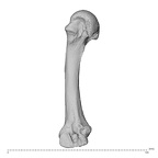 PC MER32 372 Gorilla gorilla gorilla metacarpal second right ulnar