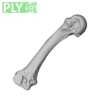 PC MER32 372 Gorilla gorilla gorilla metacarpal second right ply
