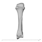 PC MER32 372 Gorilla gorilla gorilla metacarpal third right dorsal