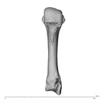 PC MER32 372 Gorilla gorilla gorilla metacarpal third right palmar