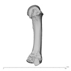 PC MER32 372 Gorilla gorilla gorilla metacarpal third right radial