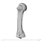 PC MER32 372 Gorilla gorilla gorilla metacarpal third right ulnar