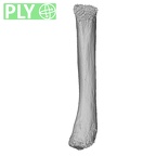 NH MER32 476 Gorilla gorilla gorilla metacarpal fifth right ply