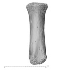 NH MER32 476 Gorilla gorilla gorilla metacarpal first right palmar