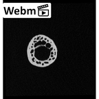 NH MER32 476 Gorilla gorilla gorilla metacarpal first right ct stack movie