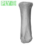 NH MER32 476 Gorilla gorilla gorilla metacarpal first right ply