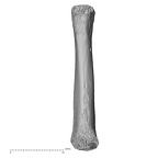 NH MER32 476 Gorilla gorilla gorilla metacarpal fourth right palmar