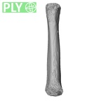 NH MER32 476 Gorilla gorilla gorilla metacarpal fourth right ply
