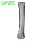 NH MER32 476 Gorilla gorilla gorilla metacarpal second right ply
