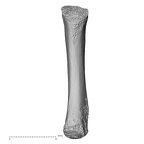 NH MER32 476 Gorilla gorilla gorilla metacarpal third right palmar
