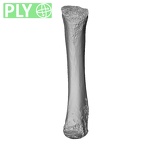 NH MER32 476 Gorilla gorilla gorilla metacarpal third right ply