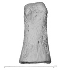 NH MER32 690 Gorilla gorilla gorilla hand phalanx fifth middle right palmar