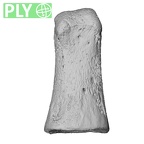 NH MER32 690 Gorilla gorilla gorilla hand phalanx fifth middle right ply
