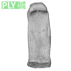 NH MER32 690 Gorilla gorilla gorilla hand phalanx fifth proximal right ply