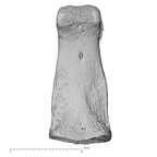 NH MER32 690 Gorilla gorilla gorilla hand phalanx first proximal right palmar