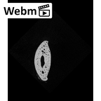 NH MER32 690 Gorilla gorilla gorilla hand phalanx first proximal right ct stack movie