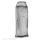NH MER32 690 Gorilla gorilla gorilla hand phalanx fourth proximal right palmar