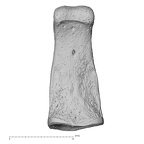 NH MER32 690 Gorilla gorilla gorilla hand phalanx second middle right palmar