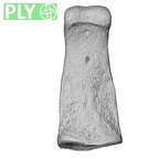 NH MER32 690 Gorilla gorilla gorilla hand phalanx second middle right ply