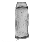 NH MER32 690 Gorilla gorilla gorilla hand phalanx second proximal right palmar