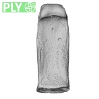 NH MER32 690 Gorilla gorilla gorilla hand phalanx second proximal right ply
