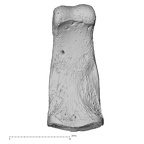 NH MER32 690 Gorilla gorilla gorilla hand phalanx third middle right palmar