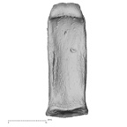 NH MER32 690 Gorilla gorilla gorilla hand phalanx third proximal right palmar