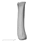 NH MER32 690 Gorilla gorilla gorilla metacarpal fifth right palmar