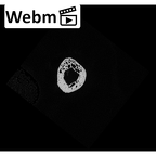 NH MER32 690 Gorilla gorilla gorilla metacarpal fifth right ct stack movie
