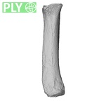 NH MER32 690 Gorilla gorilla gorilla metacarpal fifth right ply