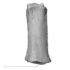 NH MER32 690 Gorilla gorilla gorilla metacarpal first right palmar