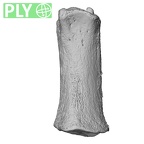 NH MER32 690 Gorilla gorilla gorilla metacarpal first right ply