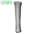 NH MER32 690 Gorilla gorilla gorilla metacarpal fourth right ply