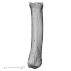 NH MER32 690 Gorilla gorilla gorilla metacarpal second right palmar