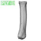 NH MER32 690 Gorilla gorilla gorilla metacarpal second right ply