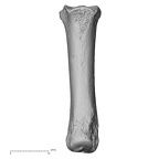 NH MER32 690 Gorilla gorilla gorilla metacarpal third right palmar