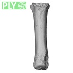 NH MER32 690 Gorilla gorilla gorilla metacarpal third right ply