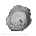 NH MER32 690 Gorilla gorilla gorilla pisiform right lateral