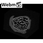 NH MER32 690 Gorilla gorilla gorilla pisiform right ct stack movie