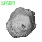 NH MER32 690 Gorilla gorilla gorilla pisiform right ply