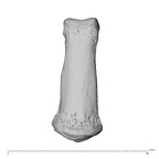 NH MER32 696 Gorilla gorilla gorilla hand phalanx fifth middle right dorsal