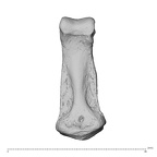 NH MER32 696 Gorilla gorilla gorilla hand phalanx fifth middle right palmar