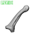 NH MER32 696 Gorilla gorilla gorilla hand phalanx fifth middle right ply