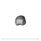 NH MER32 696 Gorilla gorilla gorilla hand phalanx fifth proximal right distal